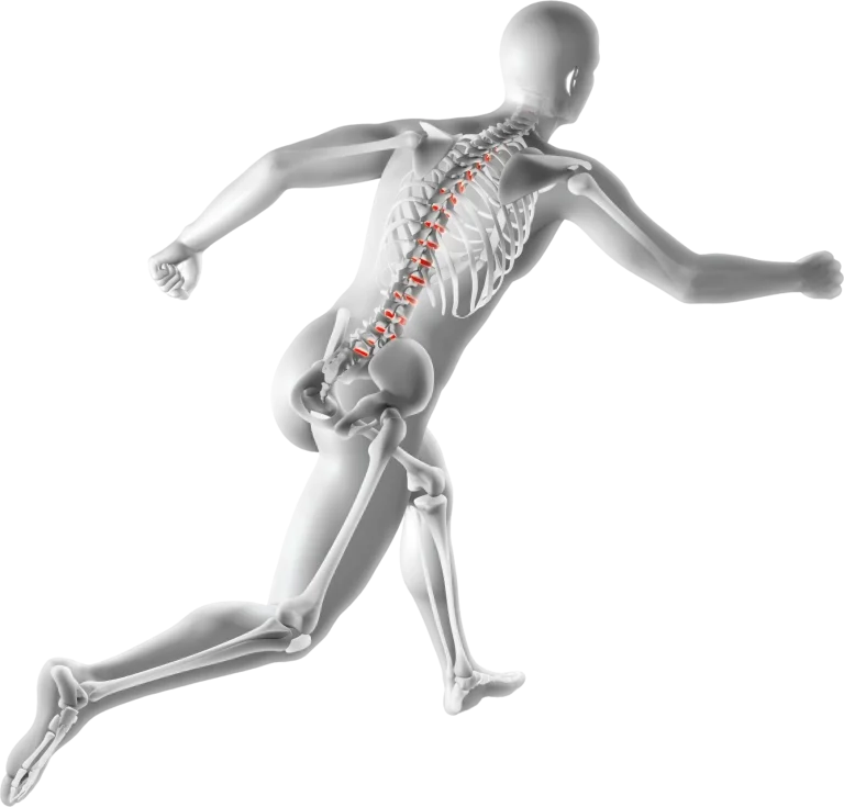 skeleton-anatomy-human